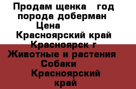 Продам щенка 1 год, порода доберман › Цена ­ 5 000 - Красноярский край, Красноярск г. Животные и растения » Собаки   . Красноярский край